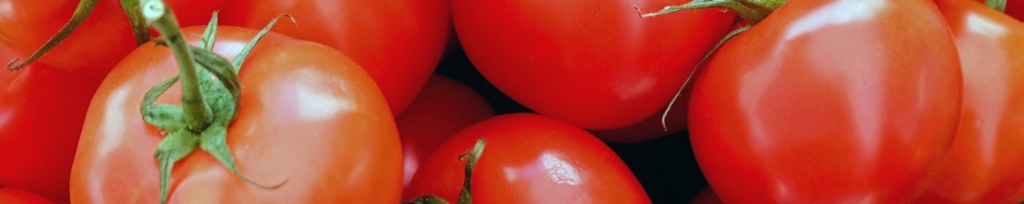 トマティーナ用トマト画像