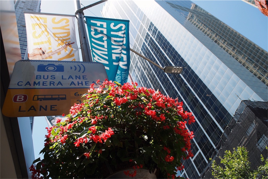 シドニーの青空と赤い花