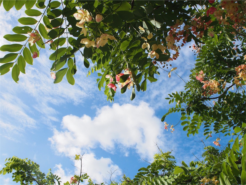 ケアンズの青い空と綺麗な緑