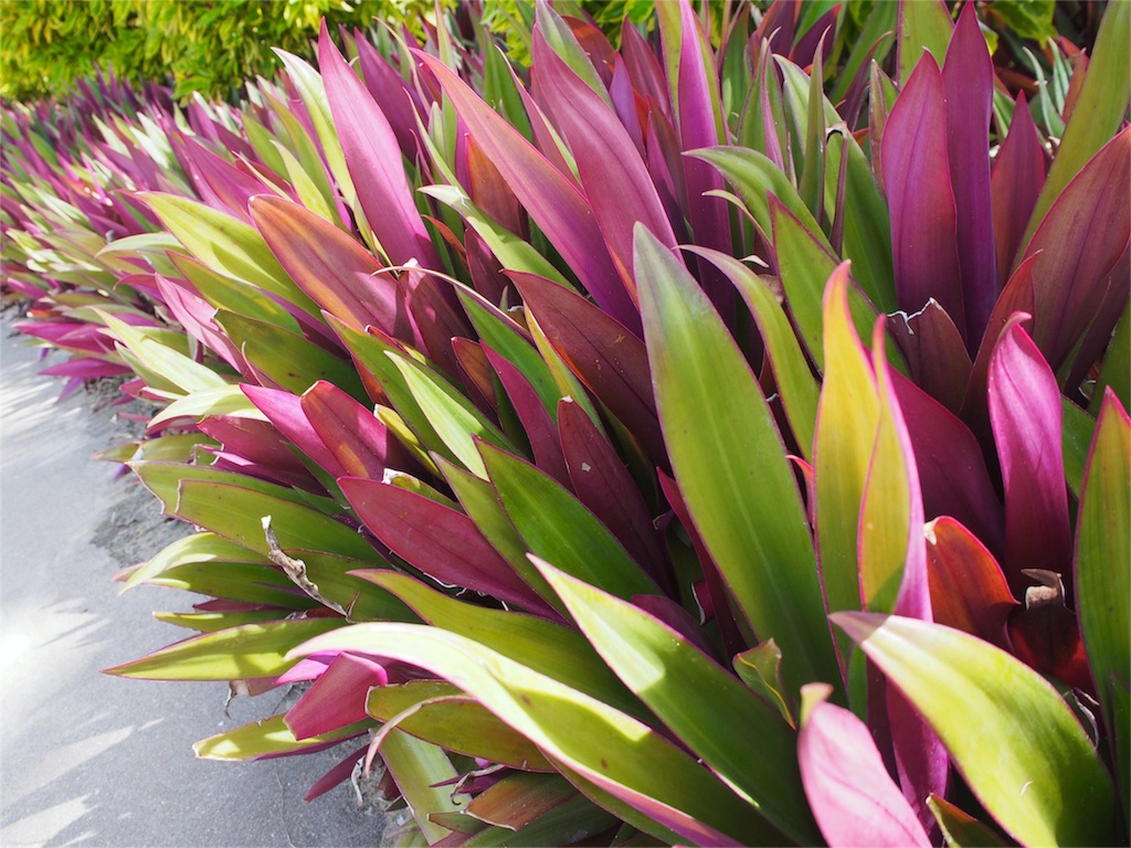 日差しが当たって嬉しそうな植物