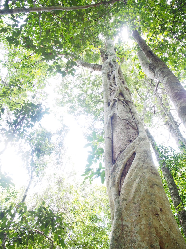 ヌーサ国立公園でマイナスイオンに包まれる...