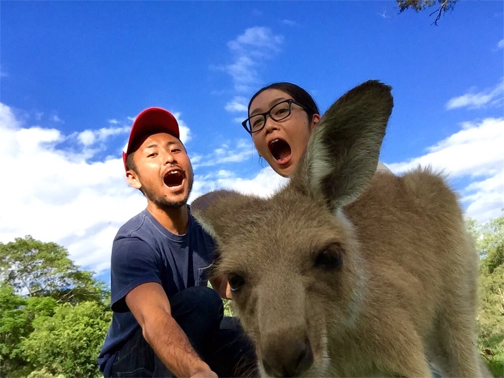 コアラサンクチュアリでたわむれるの図