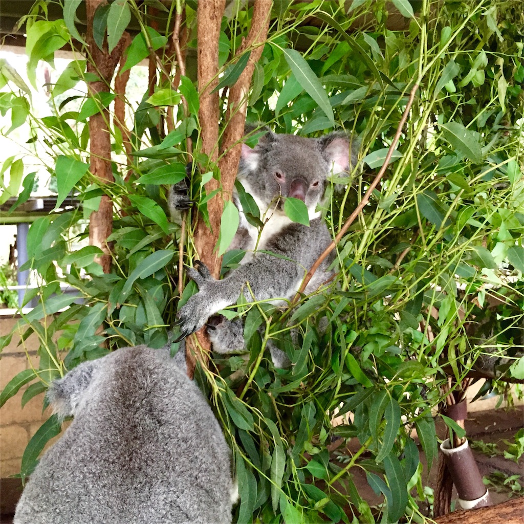 ゆるキャラコアラに癒されます♡