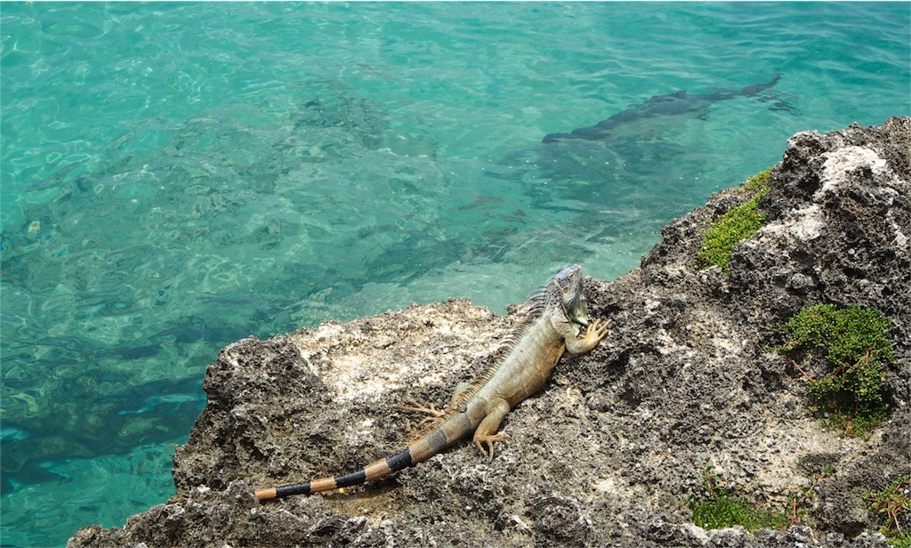 イグアナかわいい♡