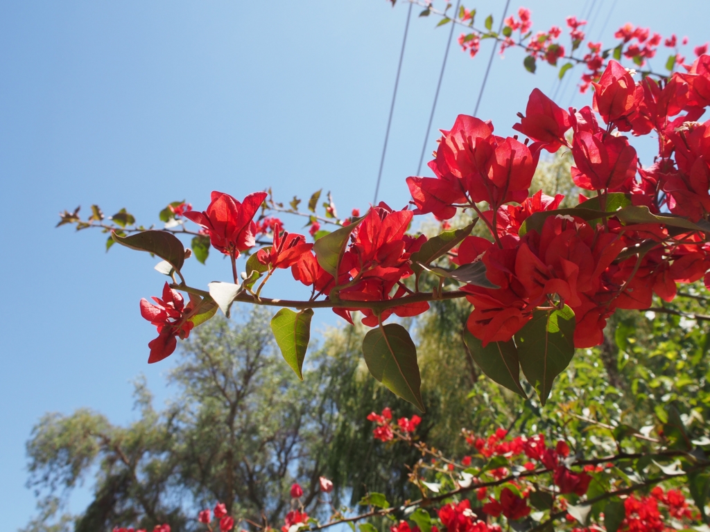工場へ行く途中に見つけた綺麗なお花