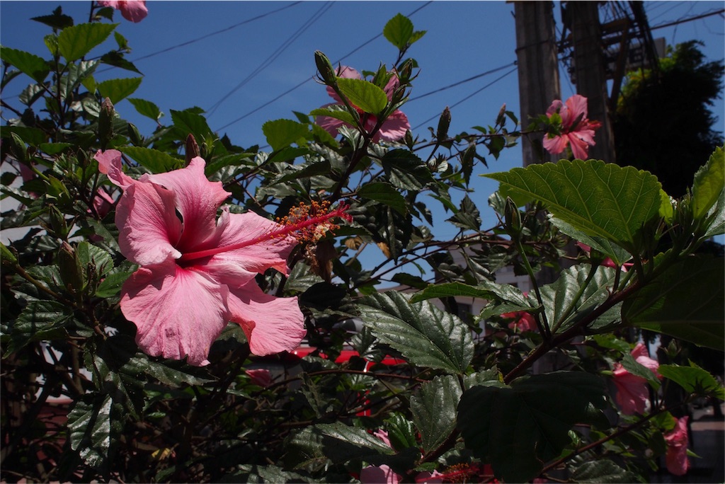 ハイビスカスも綺麗なピンク色