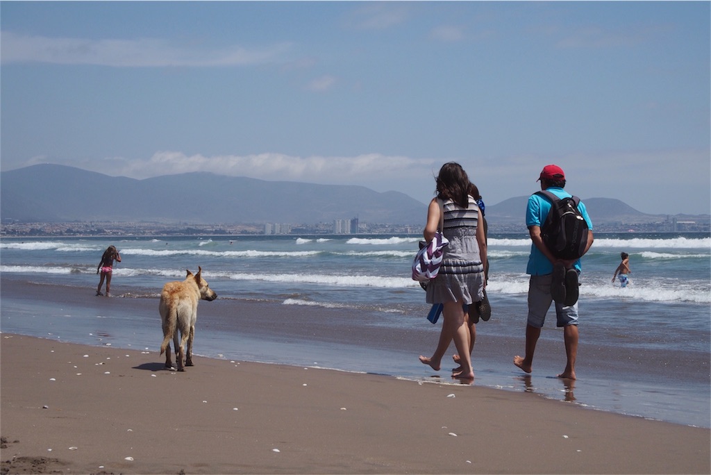海沿いを人に寄り添って歩くわんこ
