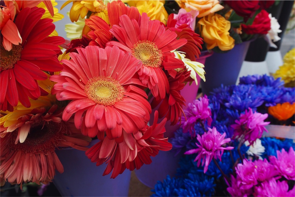 お花屋さんで見つけたカラフルなお花いろいろ