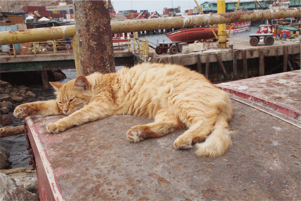 日向で気持ち良さそうに眠る猫