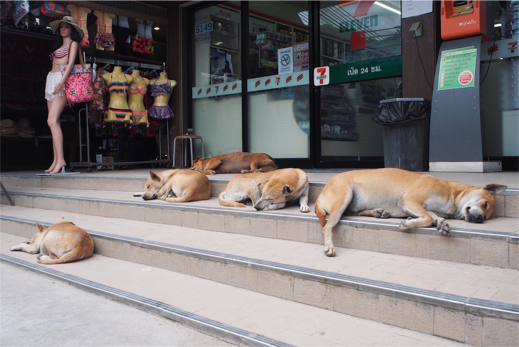 セブンの前のワンコ家族