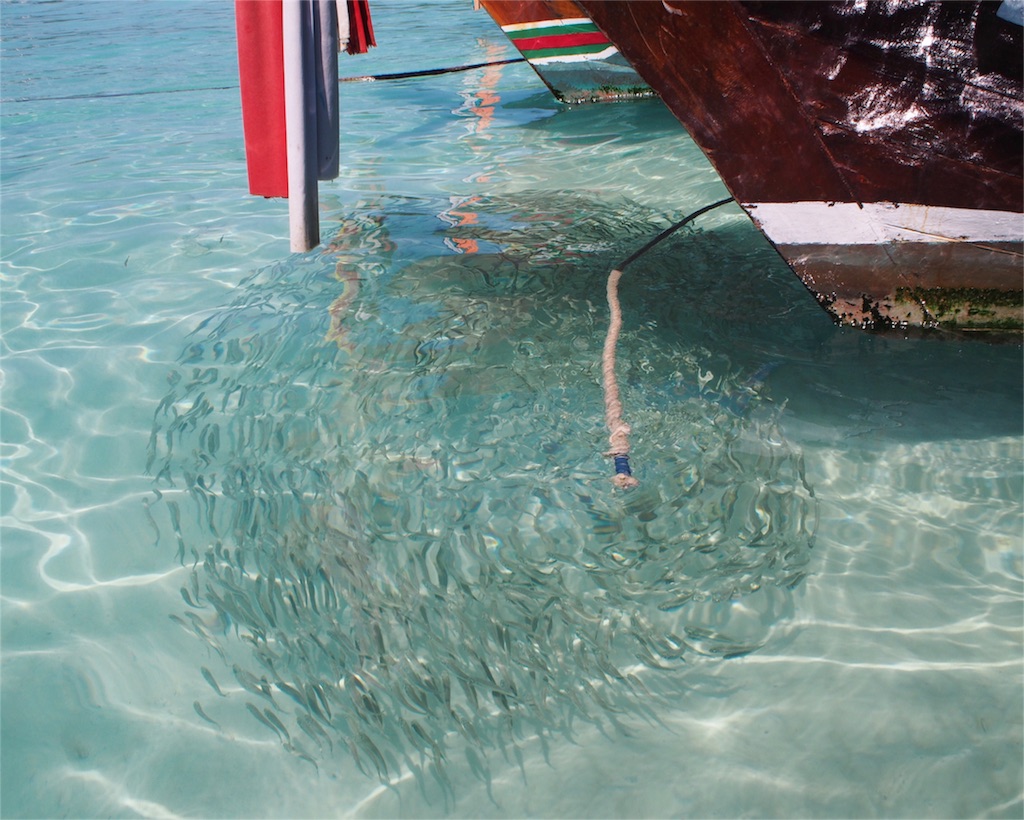 小魚がくっきり見える透明感の海