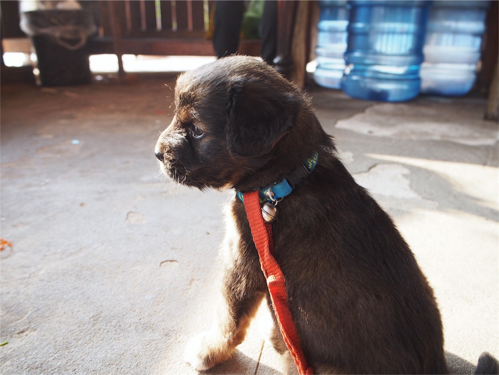 看板犬にも出会えてほっこり