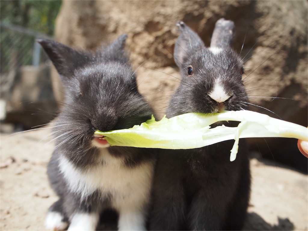子うさぎももぐもぐ...