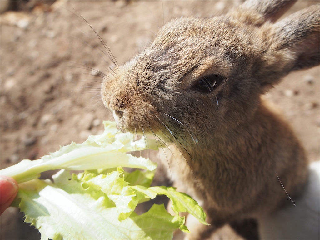 お野菜の誘惑にうさぎが寄ってくる