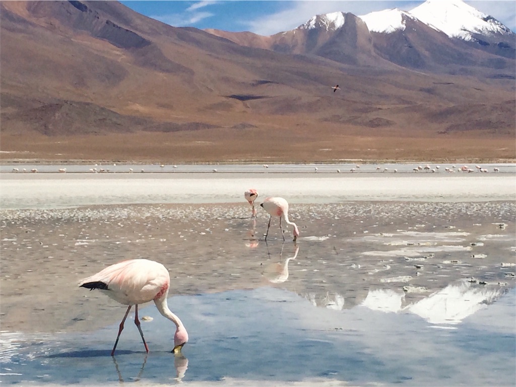 フラミンゴのコロニーに到着