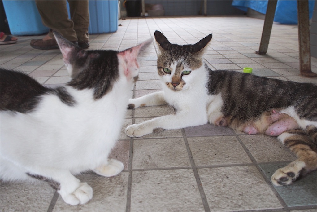 待合所でさっそく第一島猫発見