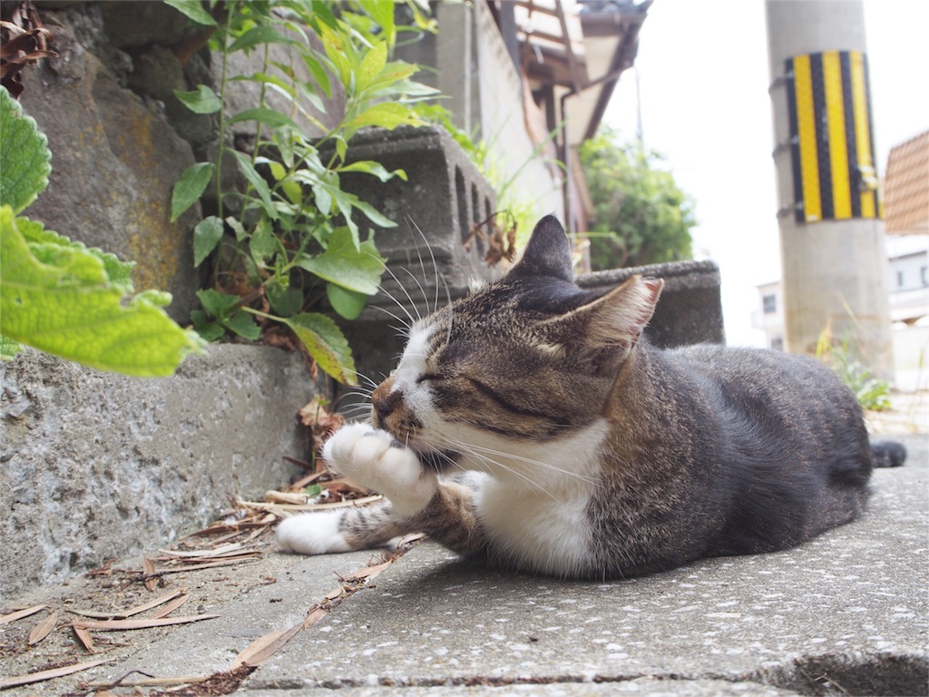 近づいてものんびり毛づくろい...