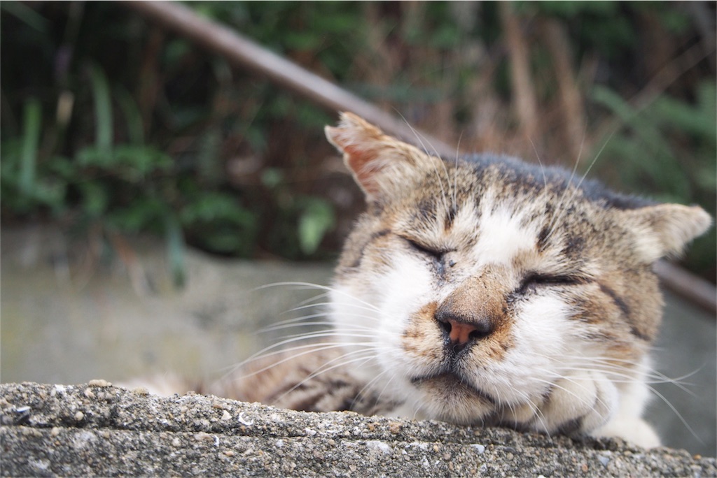 耳がサクラの花びらの形のさくらねこ