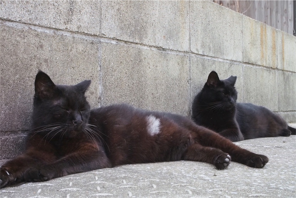 黒猫2匹でお昼寝中