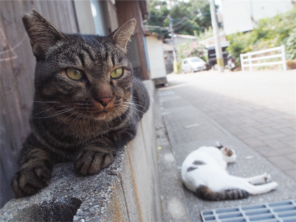 きりりとした顔立ちの猫