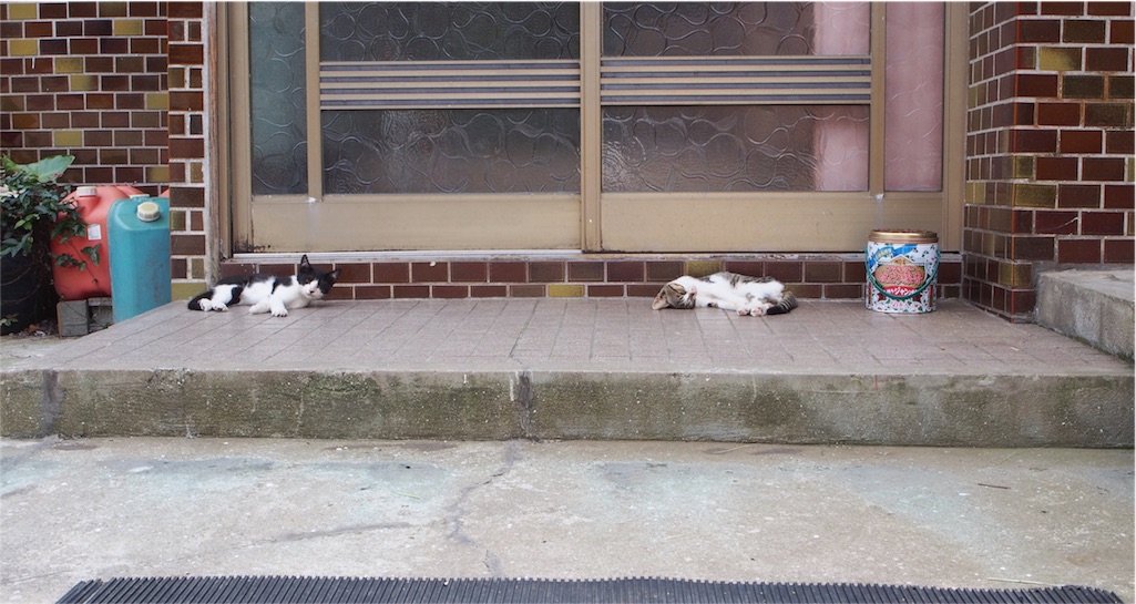 かわいい子猫もいました