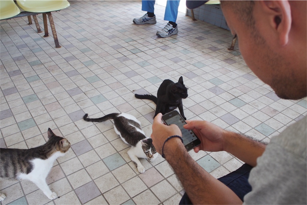 フェリーを待つ間も猫があちこちに