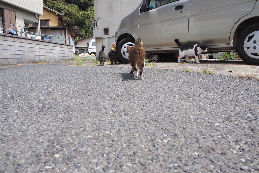 車の下から猫猫猫...