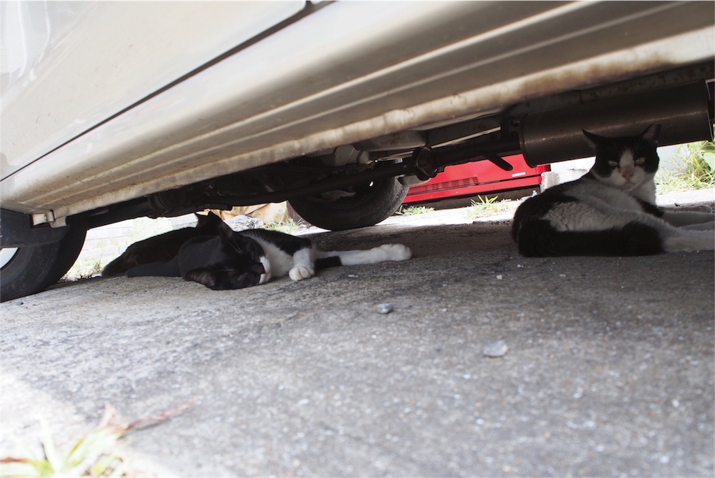 みんな車の下で涼んでいます