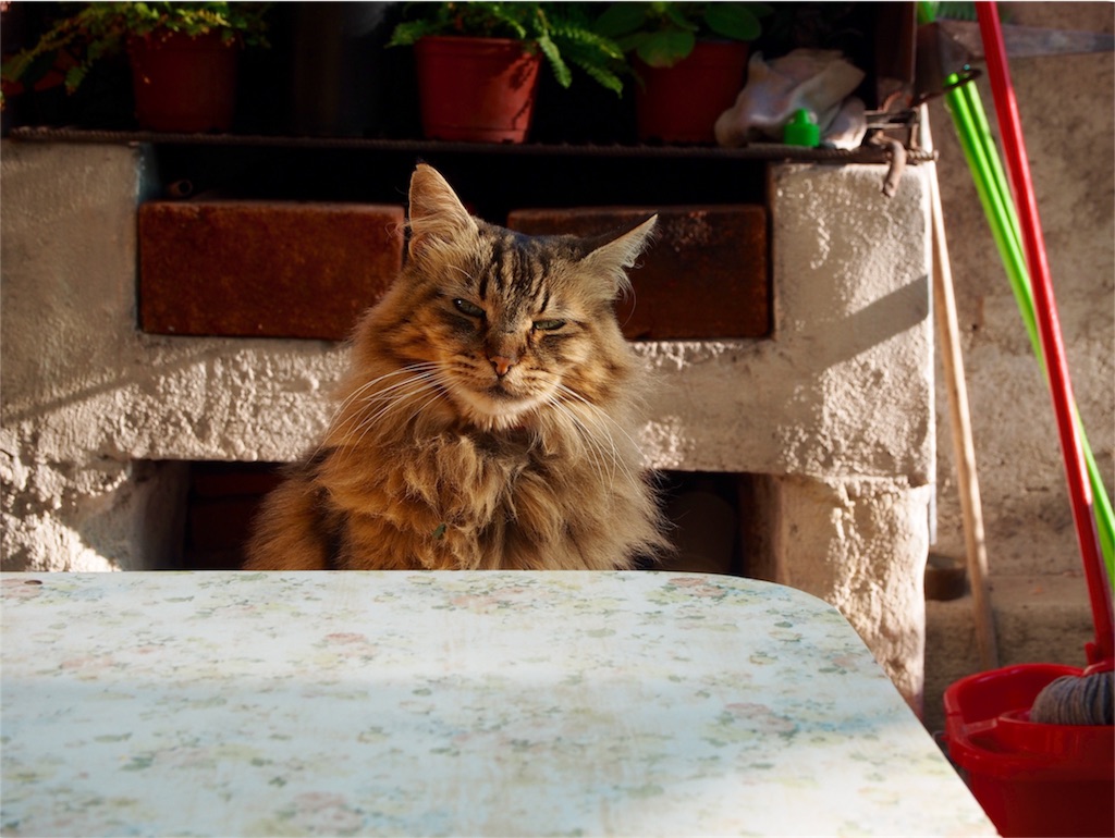 宿の猫しまさん