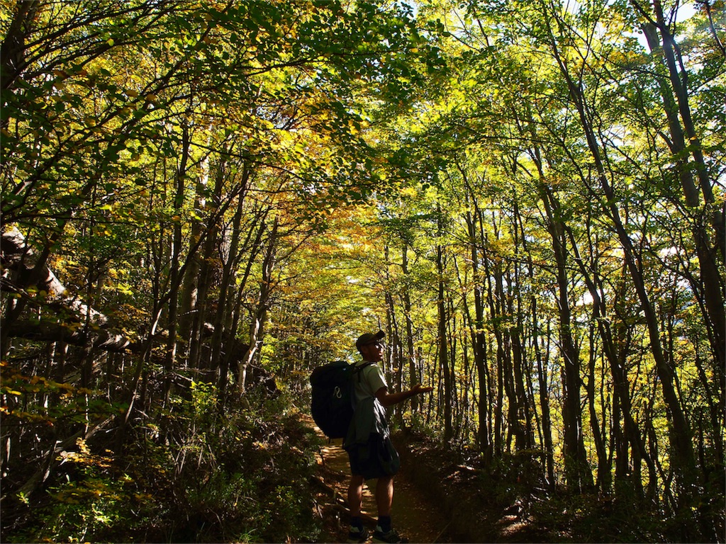 紅葉がまるでステンドグラスのよう