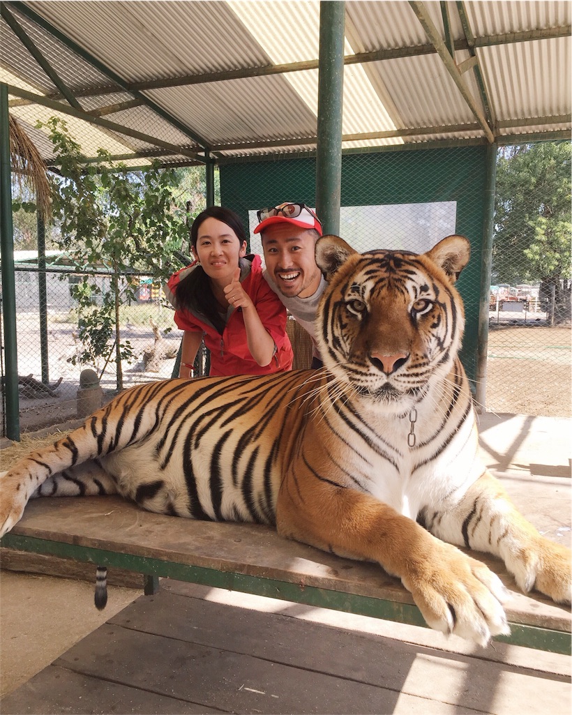 トラを前にして顔が引きつる2人(笑)