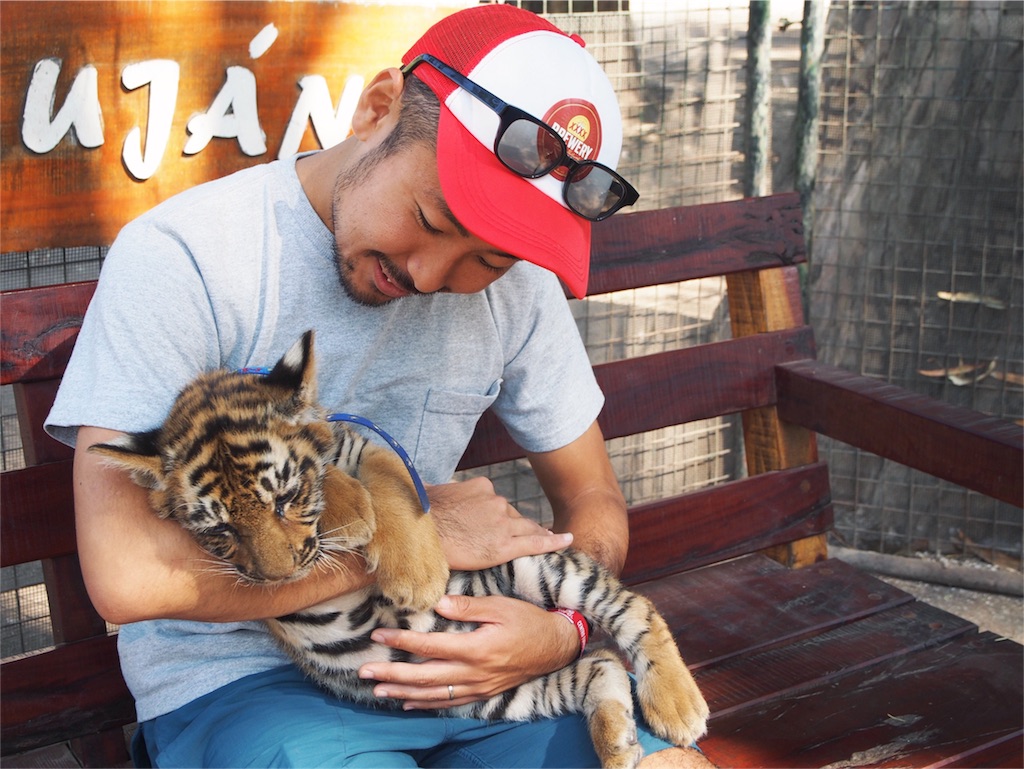 癒し効果抜群の子トラちゃん