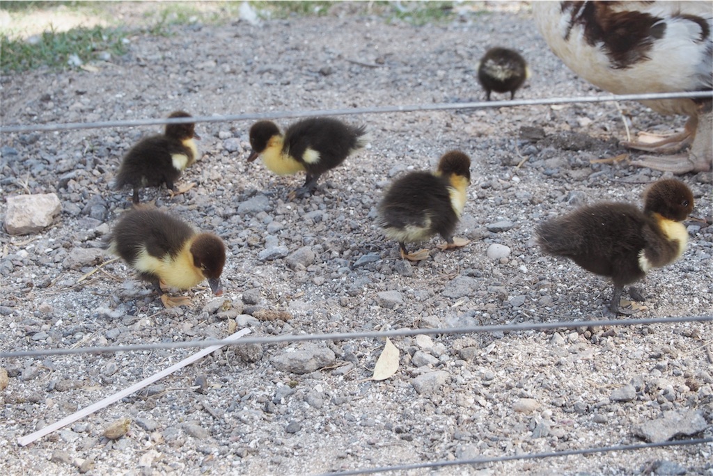 カルガモ親子のお散歩風景