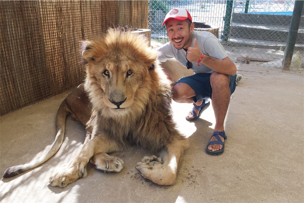 ライオンは間近で見ると大きーい!!