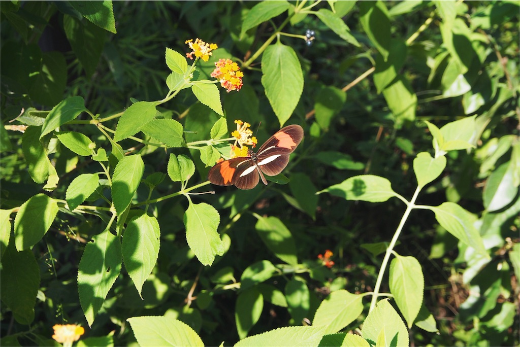 蝶もあちこちに飛んでいます