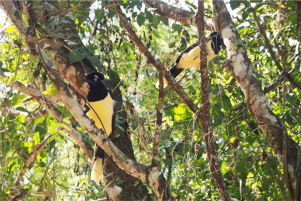 イグアス国立公園内には動物もたくさん
