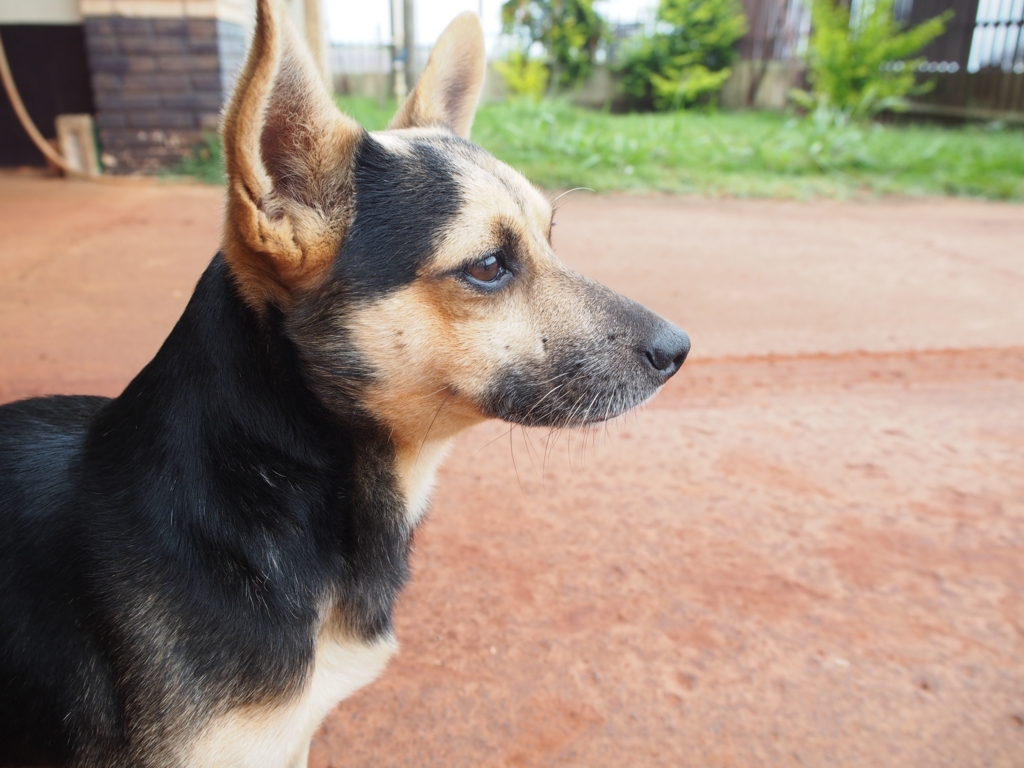 滞在先の宿のわんこ