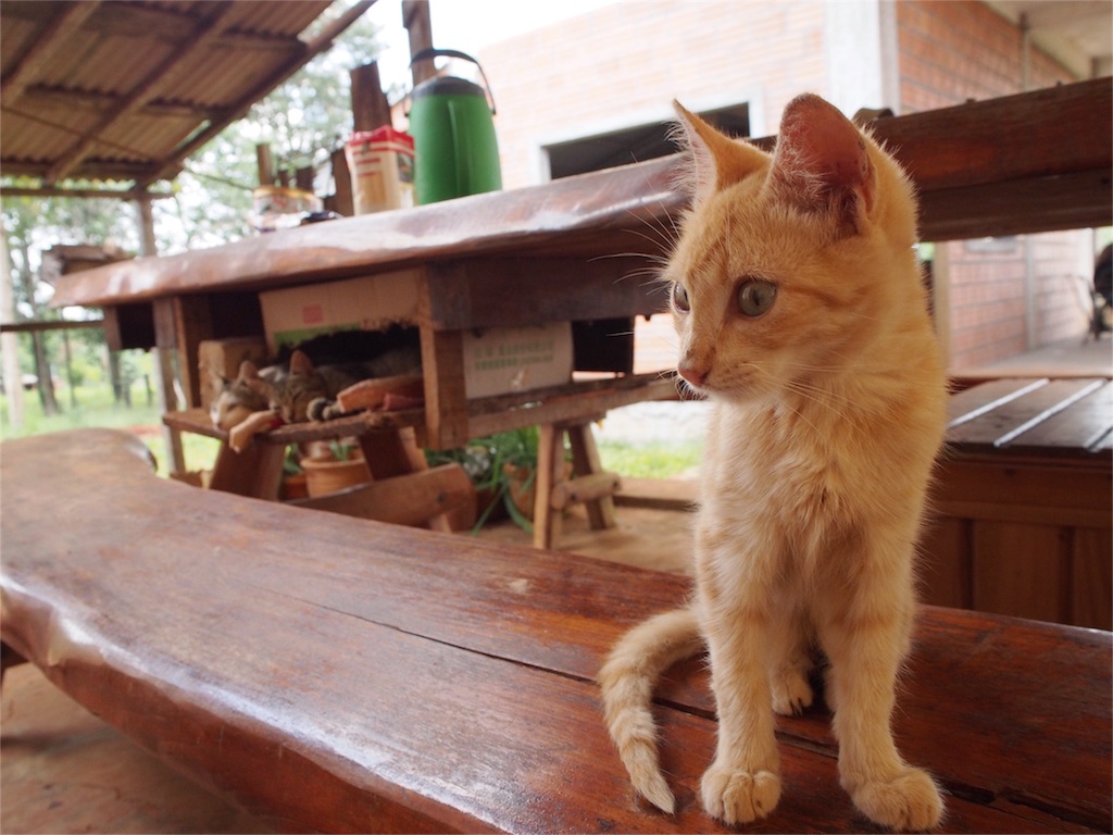 滞在先の宿のねこちゃん