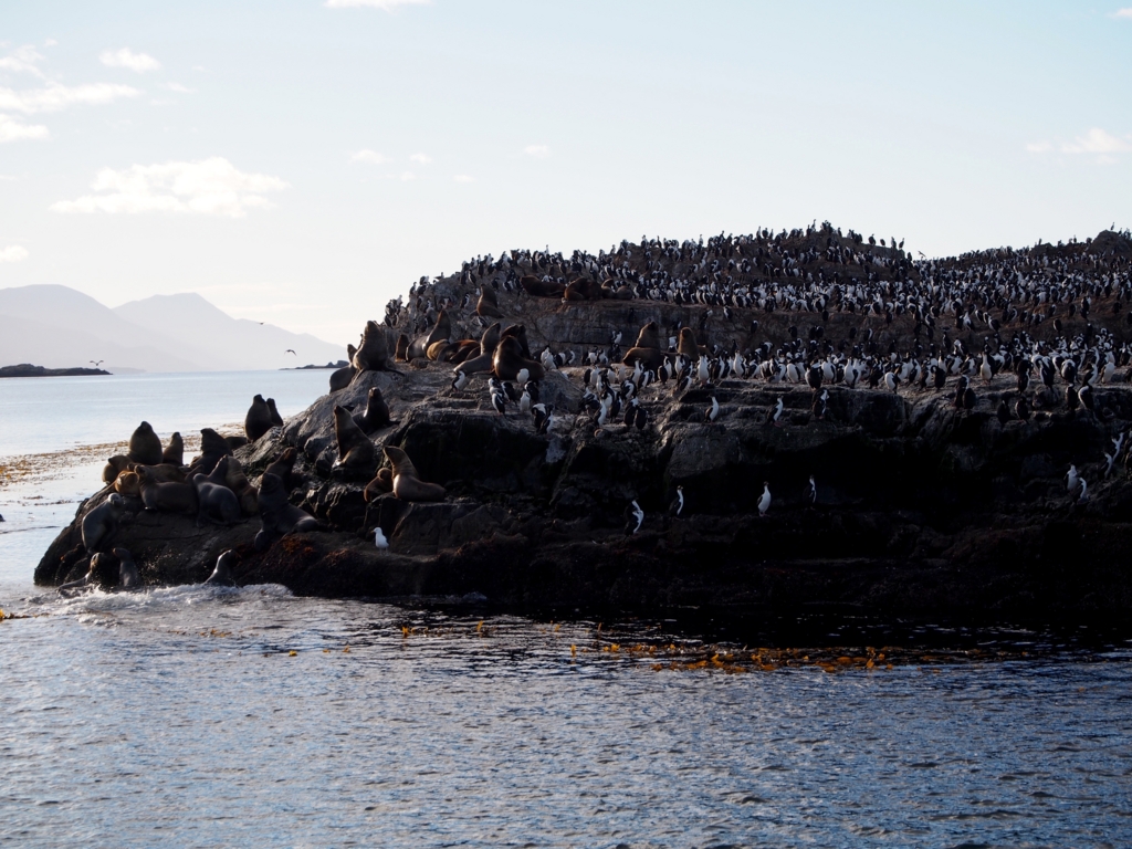 岩礁の上には 何やら生物が...