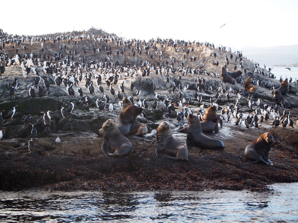 大量のウミウとアシカのお出ましです