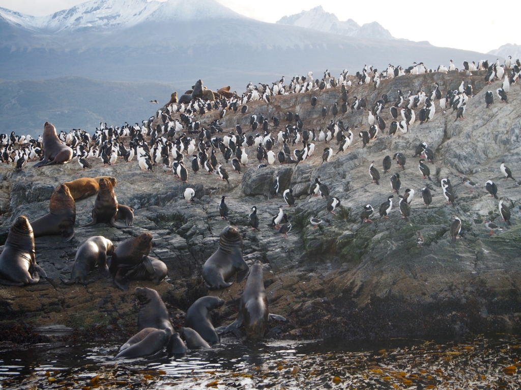どこまでも続く 大量のウミウとアシカ