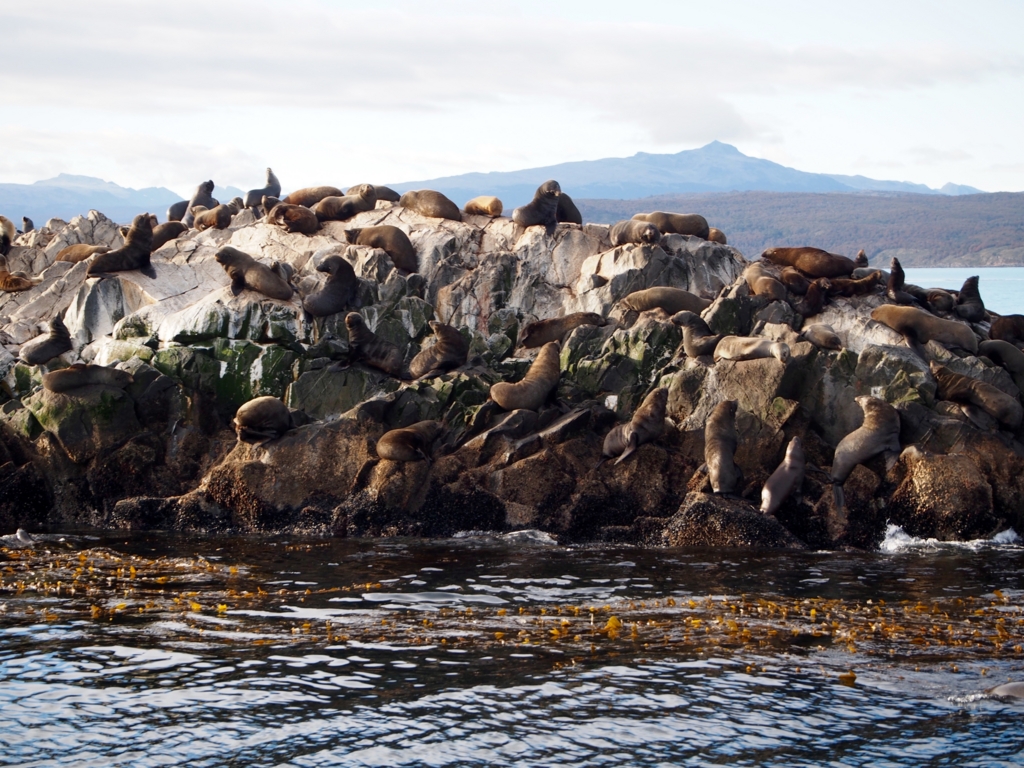 次はアシカだけのコロニー