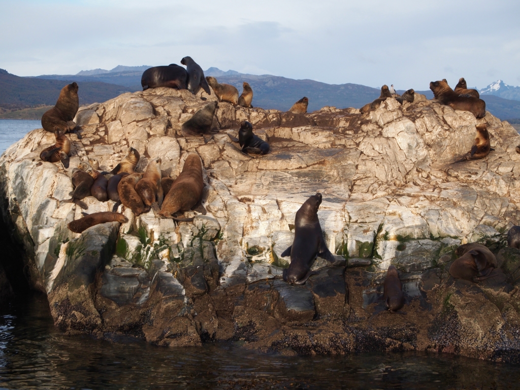 アシカもたくさん