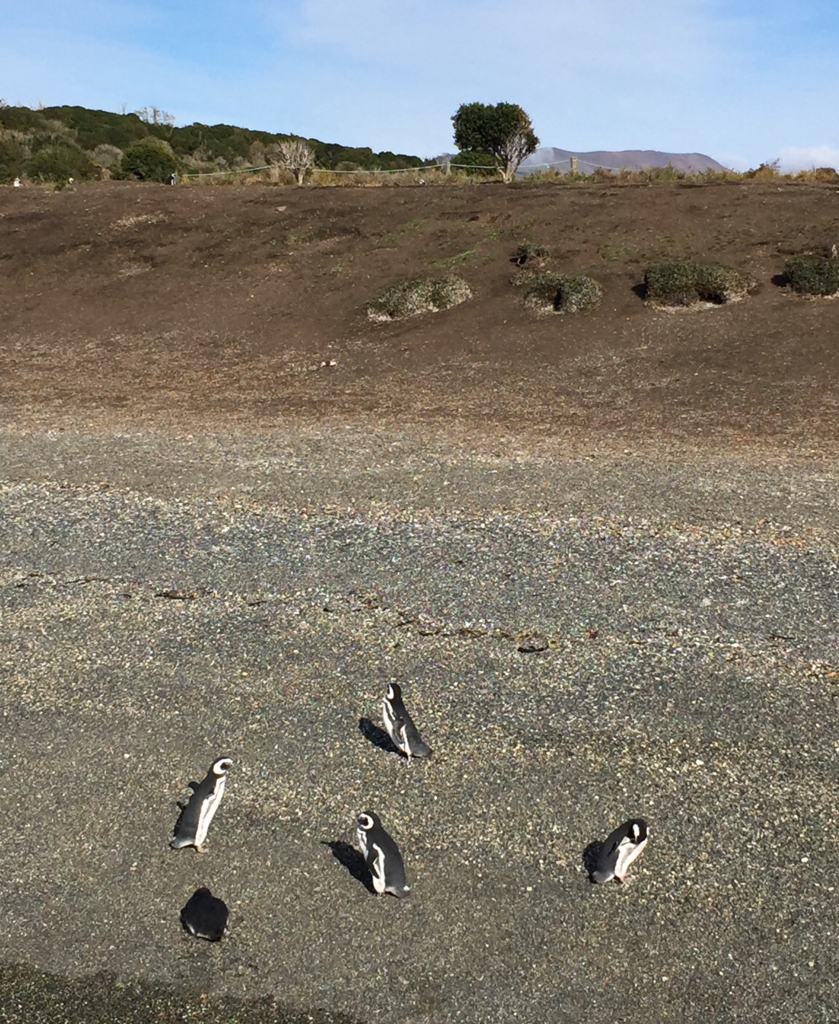 あちらこちらに本物のペンギンが♡