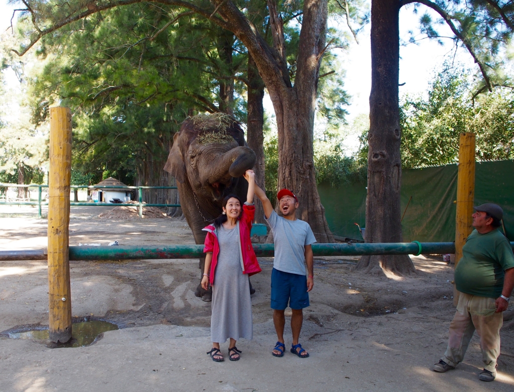 南米で象と戯れる