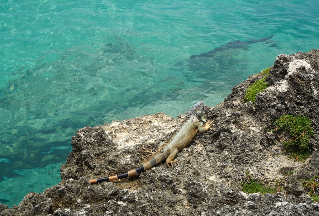 f:id:edatabi:20170112230811j:plain f:id:edatabi:20170112230811j:plain