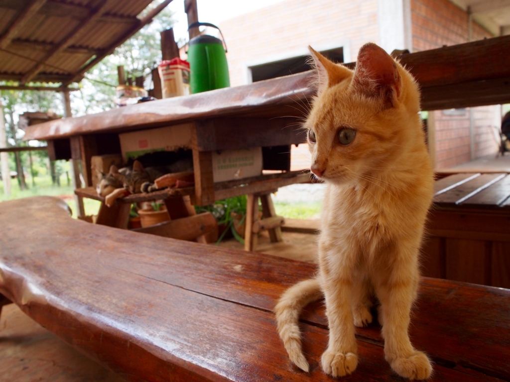 パラグアイで見つけた可愛い子猫