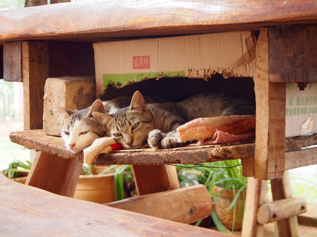 イグアス移住地のゆったり流れる時間を感じさせる子猫