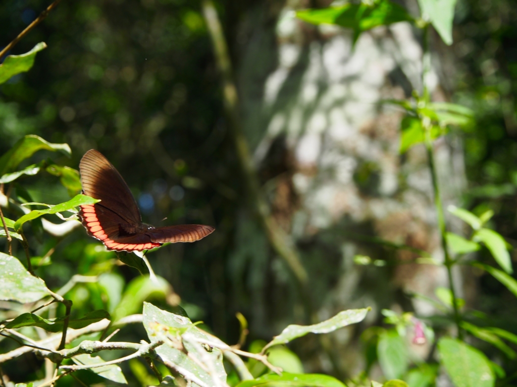 イグアス国立公園内の蝶々