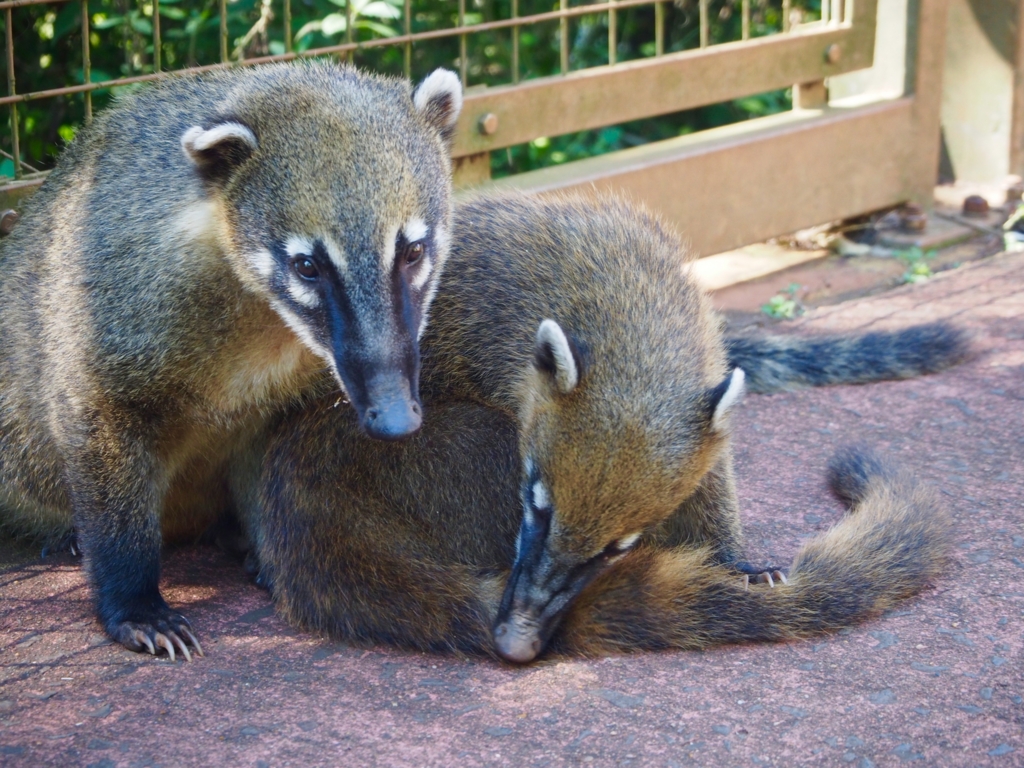 イグアス国立公園内のアナグマ